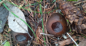 В марийском лесу обнаружен уникальный гриб, способный лечить все болезни