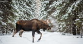 Критические сугробы превратили лосей Марий Эл в легкую добычу для волков