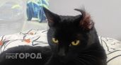 Можно ли смотреть кошке в глаза: это должен знать каждый хозяин