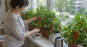 Хватит переплачивать за «эко-продукты»: как вырастить органические томаты на подоконнике, даже если у вас нет дачи